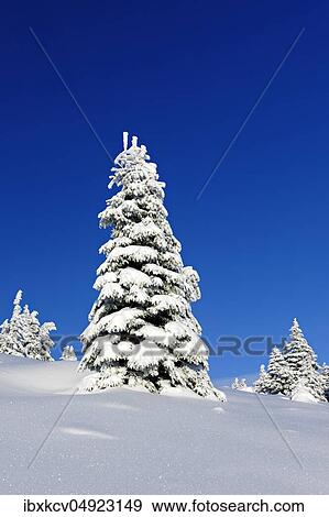 Deep snowy untouched winter landscape, snow covered spruces, sparkling snow, Harz National Park, Saxony-Anhalt, Germany, Europe View Large Photo Image Stock Photo - Deep snowy untouched winter landscape, snow covered spruces, sparkling snow, Harz National Park, Saxony-Anhalt, Germany, Europe. Fotosearch