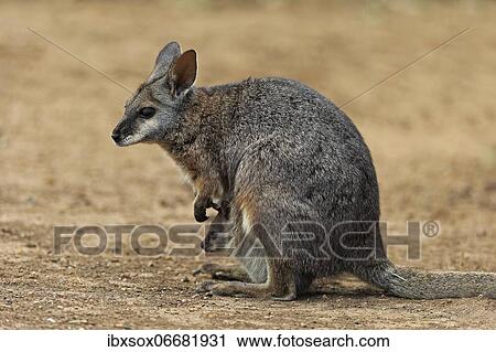 Derby wallaby (Macropus eugenii), tammar wallaby, dama wallaby, adult, female, mother with young, in pouch, young looking out of pouch, Kangaroo Island, South Australia, Australia, Oceania View Large Photo Image Stock Image - Derby wallaby (Macropus eugenii), tammar wallaby, dama wallaby, adult, female, mother with young, in pouch, young looking out of pouch, Kangaroo Island, South Australia, Australia, Oceania. Fotosearch