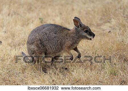 Stock Image - Derby wallaby (Macropus eugenii), tammar wallaby, dama wallaby, adult, in dry grass, Kangaroo Island, South Australia, Australia, Oceania. Fotosearch