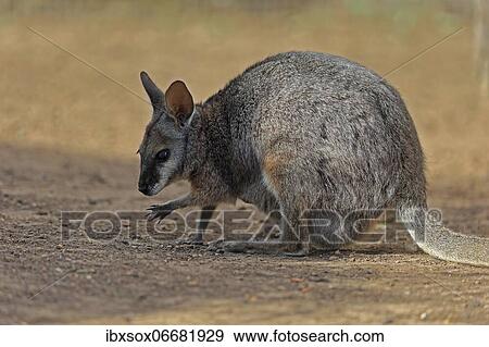 Derby wallaby (Macropus eugenii), tammar wallaby, dama wallaby, adult, female, foraging, Kangaroo Island, South Australia, Australia, Oceania View Large Photo Image Stock Photo - Derby wallaby (Macropus eugenii), tammar wallaby, dama wallaby, adult, female, foraging, Kangaroo Island, South Australia, Australia, Oceania. Fotosearch