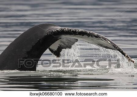 Descending humpback whale (Megaptera novaeangliae) shows its fluke, Inside Passage, Alaska, USA, North America View Large Photo Image Stock Image - Descending humpback whale (Megaptera novaeangliae) shows its fluke, Inside Passage, Alaska, USA, North America. Fotosearch