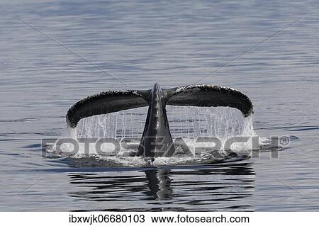 Descending humpback whale (Megaptera novaeangliae) shows its fluke, Inside Passage, Alaska, USA, North America View Large Photo Image Stock Image - Descending humpback whale (Megaptera novaeangliae) shows its fluke, Inside Passage, Alaska, USA, North America. Fotosearch
