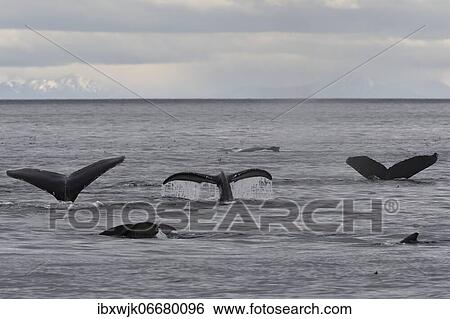 Diving humpback whales (Megaptera novaeangliae) show their flukes, Inside Passage, Alaska, USA, North America View Large Photo Image Stock Photograph - Diving humpback whales (Megaptera novaeangliae) show their flukes, Inside Passage, Alaska, USA, North America. Fotosearch