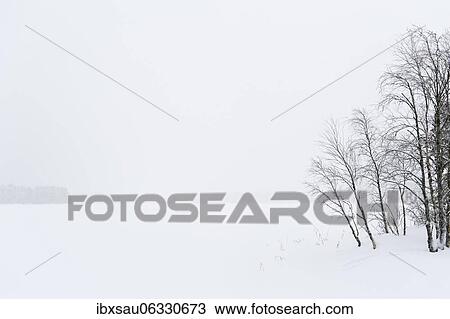 Stock Image - Downy birches (Betula pubescens) in winter, snow on frozen lake Ylä-Keyritty, Metsäkartano near Kuopio, Nordsava, Finland, Europe. Fotosearch