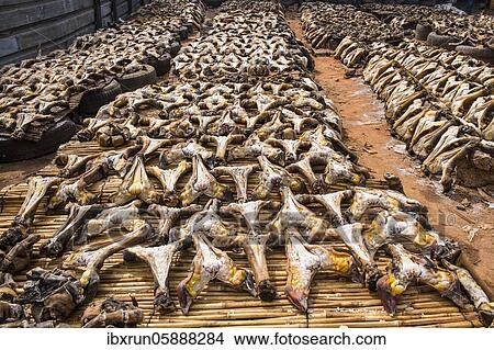 Dry meat, sliced goat skulls spread out in the sun to dry, market, Niamey, Niger, Africa View Large Photo Image Picture - Dry meat, sliced goat skulls spread out in the sun to dry, market, Niamey, Niger, Africa. Fotosearch