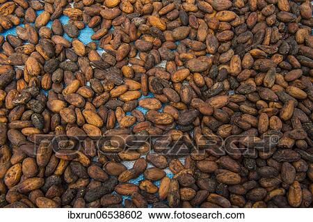 Drying cocoa beans, Plantation Roca Monte Cafe, Sao Tome, Sao Tome and Principe, Atlantic ocean, Africa View Large Photo Image Stock Image - Drying cocoa beans, Plantation Roca Monte Cafe, Sao Tome, Sao Tome and Principe, Atlantic ocean, Africa. Fotosearch