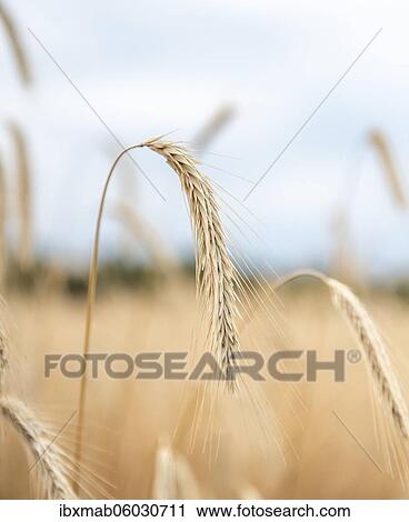 Ears of corn in a field, rye (Secale cereale L. ) Petkuser short straw, traditional agricultural cultivation, Open-air museum Domäne Dahlem, Berlin, Germany, Europe View Large Photo Image Stock Image - Ears of corn in a field, rye (Secale cereale L. ) Petkuser short straw, traditional agricultural cultivation, Open-air museum Domäne Dahlem, Berlin, Germany, Europe. Fotosearch