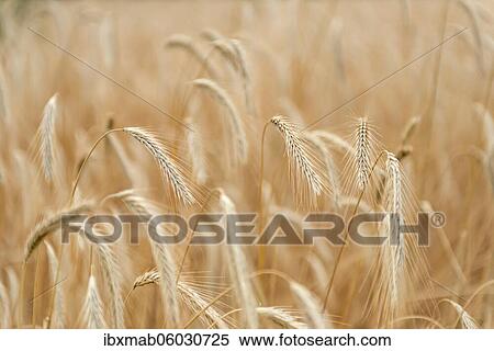 Ears of corn in a field, rye (Secale cereale L. ) Petkuser short straw, traditional agricultural cultivation, Open-air museum Domäne Dahlem, Berlin, Germany, Europe View Large Photo Image Stock Photography - Ears of corn in a field, rye (Secale cereale L. ) Petkuser short straw, traditional agricultural cultivation, Open-air museum Domäne Dahlem, Berlin, Germany, Europe. Fotosearch