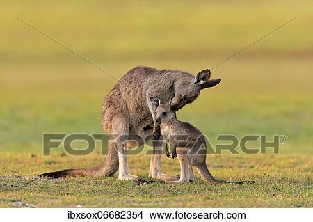 Eastern giant grey kangaroo (Macropus giganteus), adult, female, mother with young, in a meadow, social behaviour, Maloney Beach, New South Wales, Australia, Oceania View Large Photo Image Picture - Eastern giant grey kangaroo (Macropus giganteus), adult, female, mother with young, in a meadow, social behaviour, Maloney Beach, New South Wales, Australia, Oceania. Fotosearch