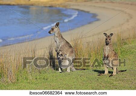 Eastern giant grey kangaroo (Macropus giganteus), adult, female, mother with young, in pouch, group in a meadow on beach, Maloney Beach, New South Wales, Australia, Oceania View Large Photo Image Picture - Eastern giant grey kangaroo (Macropus giganteus), adult, female, mother with young, in pouch, group in a meadow on beach, Maloney Beach, New South Wales, Australia, Oceania. Fotosearch