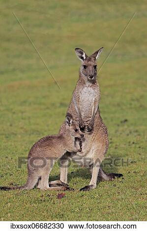 Eastern giant grey kangaroo (Macropus giganteus), adult, female, mother with young, group, three animals, social behaviour, in a meadow, Maloney Beach, New South Wales, Australia, Oceania View Large Photo Image Stock Image - Eastern giant grey kangaroo (Macropus giganteus), adult, female, mother with young, group, three animals, social behaviour, in a meadow, Maloney Beach, New South Wales, Australia, Oceania. Fotosearch