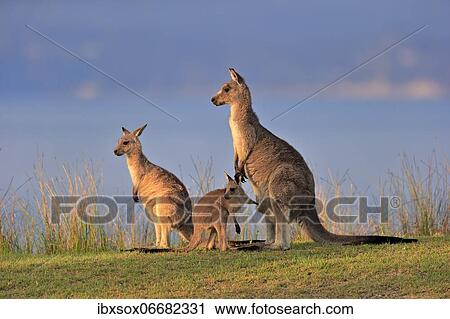 Eastern giant grey kangaroo (Macropus giganteus), adult, female, mother with young, group, three animals, social behaviour, in a meadow, Maloney Beach, New South Wales, Australia, Oceania View Large Photo Image Stock Image - Eastern giant grey kangaroo (Macropus giganteus), adult, female, mother with young, group, three animals, social behaviour, in a meadow, Maloney Beach, New South Wales, Australia, Oceania. Fotosearch