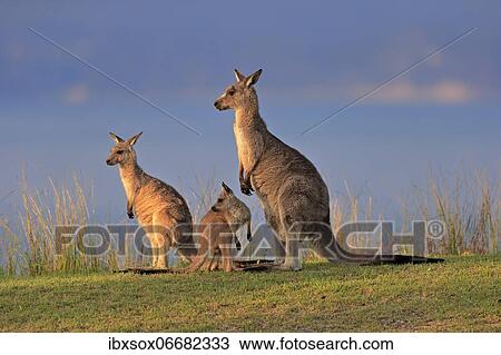 Eastern giant grey kangaroo (Macropus giganteus), adult, female, mother with young, group, three animals, social behaviour, in a meadow, Maloney Beach, New South Wales, Australia, Oceania View Large Photo Image Stock Image - Eastern giant grey kangaroo (Macropus giganteus), adult, female, mother with young, group, three animals, social behaviour, in a meadow, Maloney Beach, New South Wales, Australia, Oceania. Fotosearch