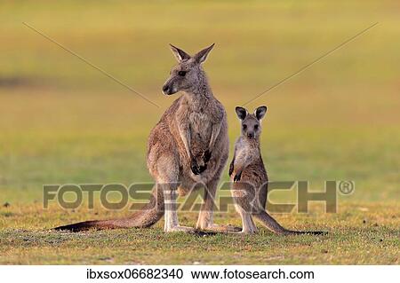 Eastern giant grey kangaroo (Macropus giganteus), adult, female, mother with young, in a meadow, Maloney Beach, New South Wales, Australia, Oceania View Large Photo Image Stock Image - Eastern giant grey kangaroo (Macropus giganteus), adult, female, mother with young, in a meadow, Maloney Beach, New South Wales, Australia, Oceania. Fotosearch