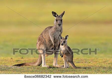 Eastern giant grey kangaroo (Macropus giganteus), adult, female, mother with young, in a meadow, Maloney Beach, New South Wales, Australia, Oceania View Large Photo Image Stock Image - Eastern giant grey kangaroo (Macropus giganteus), adult, female, mother with young, in a meadow, Maloney Beach, New South Wales, Australia, Oceania. Fotosearch