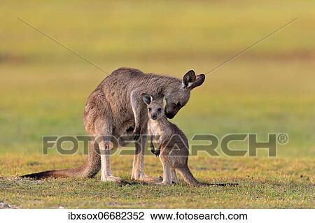 Eastern giant grey kangaroo (Macropus giganteus), adult, female, mother with young, in a meadow, social behaviour, Maloney Beach, New South Wales, Australia, Oceania View Large Photo Image Stock Image - Eastern giant grey kangaroo (Macropus giganteus), adult, female, mother with young, in a meadow, social behaviour, Maloney Beach, New South Wales, Australia, Oceania. Fotosearch