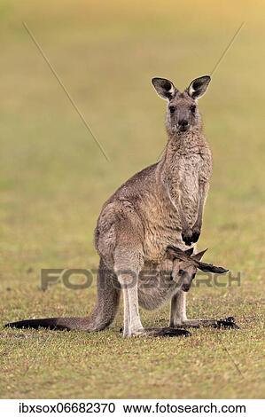 Eastern giant grey kangaroo (Macropus giganteus), adult, female, mother with young, in pouch, on grassland, social behaviour, Maloney Beach, New South Wales, Australia, Oceania View Large Photo Image Stock Image - Eastern giant grey kangaroo (Macropus giganteus), adult, female, mother with young, in pouch, on grassland, social behaviour, Maloney Beach, New South Wales, Australia, Oceania. Fotosearch