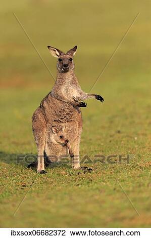 Eastern giant grey kangaroo (Macropus giganteus), adult, female, mother with young, in pouch, on grassland, social behaviour, Maloney Beach, New South Wales, Australia, Oceania View Large Photo Image Stock Image - Eastern giant grey kangaroo (Macropus giganteus), adult, female, mother with young, in pouch, on grassland, social behaviour, Maloney Beach, New South Wales, Australia, Oceania. Fotosearch