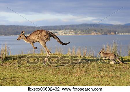 Eastern giant grey kangaroo (Macropus giganteus), adult, female, juvenile, in a meadow, by the sea, Maloney Beach, New South Wales, Australia, Oceania View Large Photo Image Stock Image - Eastern giant grey kangaroo (Macropus giganteus), adult, female, juvenile, in a meadow, by the sea, Maloney Beach, New South Wales, Australia, Oceania. Fotosearch