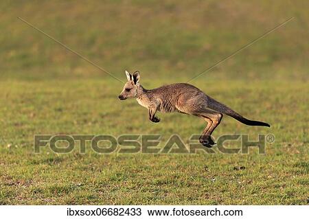 Eastern giant grey kangaroo (Macropus giganteus), juvenile, in meadow, Maloney Beach, New South Wales, Australia, Oceania View Large Photo Image Stock Image - Eastern giant grey kangaroo (Macropus giganteus), juvenile, in meadow, Maloney Beach, New South Wales, Australia, Oceania. Fotosearch