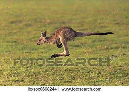 Eastern giant grey kangaroo (Macropus giganteus), juvenile, in meadow, Maloney Beach, New South Wales, Australia, Oceania View Large Photo Image Stock Image - Eastern giant grey kangaroo (Macropus giganteus), juvenile, in meadow, Maloney Beach, New South Wales, Australia, Oceania. Fotosearch