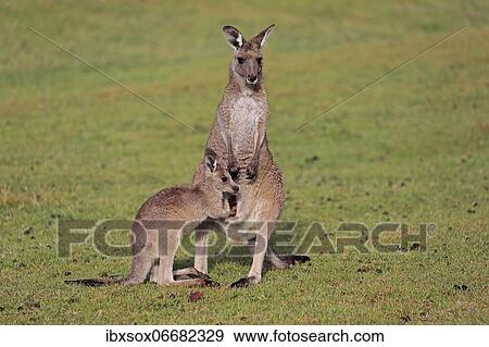 Eastern giant grey kangaroo (Macropus giganteus), adult, female, mother with young, group, three animals, social behaviour, in a meadow, Maloney Beach, New South Wales, Australia, Oceania View Large Photo Image Stock Photo - Eastern giant grey kangaroo (Macropus giganteus), adult, female, mother with young, group, three animals, social behaviour, in a meadow, Maloney Beach, New South Wales, Australia, Oceania. Fotosearch