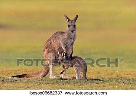 Eastern giant grey kangaroo (Macropus giganteus), adult, female, mother with young, in a meadow, Maloney Beach, New South Wales, Australia, Oceania View Large Photo Image Stock Photo - Eastern giant grey kangaroo (Macropus giganteus), adult, female, mother with young, in a meadow, Maloney Beach, New South Wales, Australia, Oceania. Fotosearch