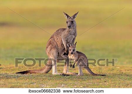 Eastern giant grey kangaroo (Macropus giganteus), adult, female, mother with young, in a meadow, Maloney Beach, New South Wales, Australia, Oceania View Large Photo Image Stock Photo - Eastern giant grey kangaroo (Macropus giganteus), adult, female, mother with young, in a meadow, Maloney Beach, New South Wales, Australia, Oceania. Fotosearch