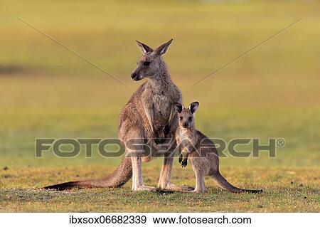 Eastern giant grey kangaroo (Macropus giganteus), adult, female, mother with young, in a meadow, Maloney Beach, New South Wales, Australia, Oceania View Large Photo Image Stock Photo - Eastern giant grey kangaroo (Macropus giganteus), adult, female, mother with young, in a meadow, Maloney Beach, New South Wales, Australia, Oceania. Fotosearch
