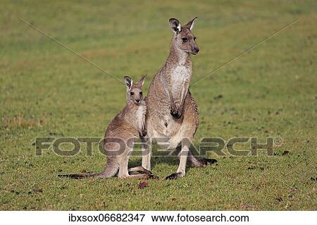 Eastern giant grey kangaroo (Macropus giganteus), adult, female, mother with young, in a meadow, Maloney Beach, New South Wales, Australia, Oceania View Large Photo Image Stock Photo - Eastern giant grey kangaroo (Macropus giganteus), adult, female, mother with young, in a meadow, Maloney Beach, New South Wales, Australia, Oceania. Fotosearch