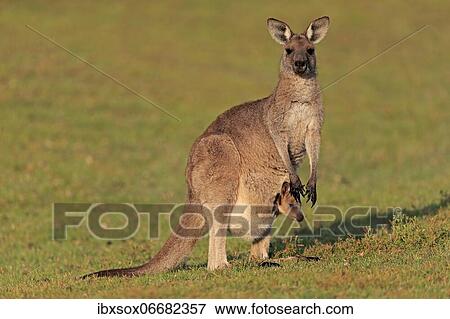 Eastern giant grey kangaroo (Macropus giganteus), adult, female, mother with young, in pouch, on grassland, social behaviour, Maloney Beach, New South Wales, Australia, Oceania View Large Photo Image Stock Photo - Eastern giant grey kangaroo (Macropus giganteus), adult, female, mother with young, in pouch, on grassland, social behaviour, Maloney Beach, New South Wales, Australia, Oceania. Fotosearch