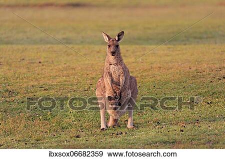 Eastern giant grey kangaroo (Macropus giganteus), adult, female, mother with young, in pouch, on grassland, social behaviour, Maloney Beach, New South Wales, Australia, Oceania View Large Photo Image Stock Photo - Eastern giant grey kangaroo (Macropus giganteus), adult, female, mother with young, in pouch, on grassland, social behaviour, Maloney Beach, New South Wales, Australia, Oceania. Fotosearch
