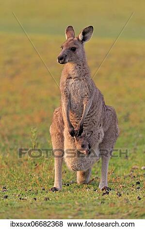 Eastern giant grey kangaroo (Macropus giganteus), adult, female, mother with young, in pouch, on grassland, social behaviour, Maloney Beach, New South Wales, Australia, Oceania View Large Photo Image Stock Photo - Eastern giant grey kangaroo (Macropus giganteus), adult, female, mother with young, in pouch, on grassland, social behaviour, Maloney Beach, New South Wales, Australia, Oceania. Fotosearch