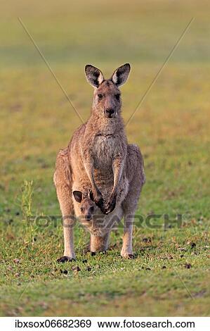Eastern giant grey kangaroo (Macropus giganteus), adult, female, mother with young in pouch, on grassland, social behaviour, Maloney Beach, New South Wales, Australia, Oceania View Large Photo Image Stock Photo - Eastern giant grey kangaroo (Macropus giganteus), adult, female, mother with young in pouch, on grassland, social behaviour, Maloney Beach, New South Wales, Australia, Oceania. Fotosearch