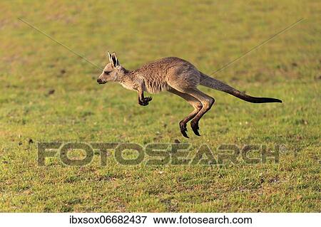 Eastern giant grey kangaroo (Macropus giganteus), juvenile, in meadow, Maloney Beach, New South Wales, Australia, Oceania View Large Photo Image Stock Photo - Eastern giant grey kangaroo (Macropus giganteus), juvenile, in meadow, Maloney Beach, New South Wales, Australia, Oceania. Fotosearch
