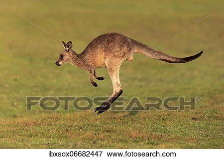 Eastern giant grey kangaroo (Macropus giganteus), juvenile, in meadow, Maloney Beach, New South Wales, Australia, Oceania View Large Photo Image Stock Photo - Eastern giant grey kangaroo (Macropus giganteus), juvenile, in meadow, Maloney Beach, New South Wales, Australia, Oceania. Fotosearch