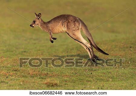 Eastern giant grey kangaroo (Macropus giganteus), juvenile, in meadow, Maloney Beach, New South Wales, Australia, Oceania View Large Photo Image Stock Photograph - Eastern giant grey kangaroo (Macropus giganteus), juvenile, in meadow, Maloney Beach, New South Wales, Australia, Oceania. Fotosearch
