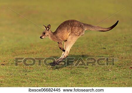 Eastern giant grey kangaroo (Macropus giganteus), juvenile, in meadow, Maloney Beach, New South Wales, Australia, Oceania View Large Photo Image Stock Photography - Eastern giant grey kangaroo (Macropus giganteus), juvenile, in meadow, Maloney Beach, New South Wales, Australia, Oceania. Fotosearch