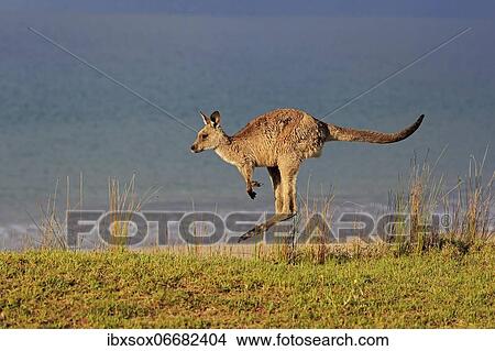 Eastern grey kangaroo (Macropus giganteus), adult, in a meadow, by the sea, Maloney Beach, New South Wales, Australia, Oceania View Large Photo Image Picture - Eastern grey kangaroo (Macropus giganteus), adult, in a meadow, by the sea, Maloney Beach, New South Wales, Australia, Oceania. Fotosearch