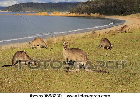 Stock Image - Eastern grey kangaroo (Macropus giganteus), group, adult, juvenile, on grassland, by the sea, feeding, foraging, Maloney Beach, New South Wales, Australia, Oceania. Fotosearch