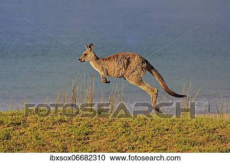 Eastern grey kangaroo (Macropus giganteus), adult, on beach, in a meadow, by the sea, Maloney Beach, New South Wales, Australia, Oceania View Large Photo Image Stock Image - Eastern grey kangaroo (Macropus giganteus), adult, on beach, in a meadow, by the sea, Maloney Beach, New South Wales, Australia, Oceania. Fotosearch