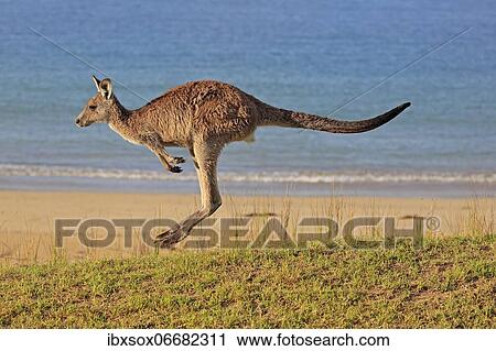 Eastern grey kangaroo (Macropus giganteus), adult, on beach, in a meadow, by the sea, Maloney Beach, New South Wales, Australia, Oceania View Large Photo Image Stock Image - Eastern grey kangaroo (Macropus giganteus), adult, on beach, in a meadow, by the sea, Maloney Beach, New South Wales, Australia, Oceania. Fotosearch