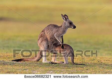 Eastern grey kangaroo (Macropus giganteus), adult, female, juvenile, looking into pouch, on grassland, Maloney Beach, New South Wales, Australia, Oceania View Large Photo Image Stock Image - Eastern grey kangaroo (Macropus giganteus), adult, female, juvenile, looking into pouch, on grassland, Maloney Beach, New South Wales, Australia, Oceania. Fotosearch