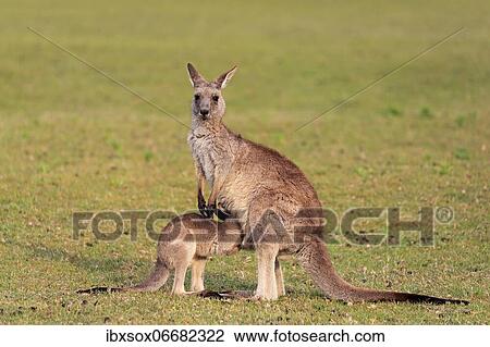 Eastern grey kangaroo (Macropus giganteus), adult, female, juvenile, looking into pouch, on grassland, Maloney Beach, New South Wales, Australia, Oceania View Large Photo Image Stock Image - Eastern grey kangaroo (Macropus giganteus), adult, female, juvenile, looking into pouch, on grassland, Maloney Beach, New South Wales, Australia, Oceania. Fotosearch