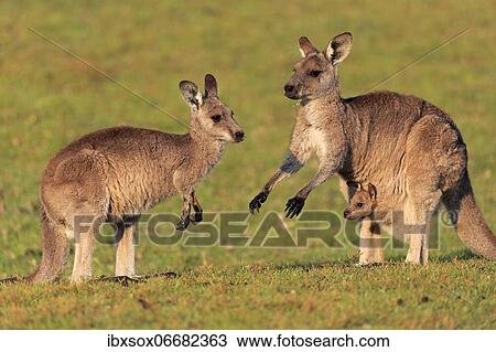 Eastern grey kangaroo (Macropus giganteus), adult, female, mother with young, in pouch, group, in a meadow, on beach, Maloney Beach, New South Wales, Australia, Oceania View Large Photo Image Stock Image - Eastern grey kangaroo (Macropus giganteus), adult, female, mother with young, in pouch, group, in a meadow, on beach, Maloney Beach, New South Wales, Australia, Oceania. Fotosearch