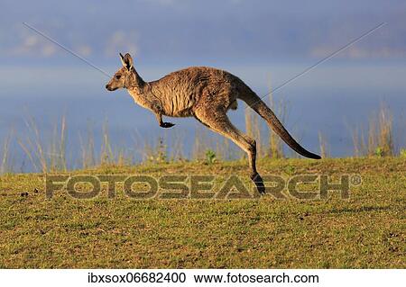 Eastern grey kangaroo (Macropus giganteus), adult, in a meadow, by the sea, Maloney Beach, New South Wales, Australia, Oceania View Large Photo Image Stock Image - Eastern grey kangaroo (Macropus giganteus), adult, in a meadow, by the sea, Maloney Beach, New South Wales, Australia, Oceania. Fotosearch