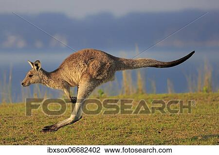 Eastern grey kangaroo (Macropus giganteus), adult, in a meadow, by the sea, Maloney Beach, New South Wales, Australia, Oceania View Large Photo Image Stock Image - Eastern grey kangaroo (Macropus giganteus), adult, in a meadow, by the sea, Maloney Beach, New South Wales, Australia, Oceania. Fotosearch