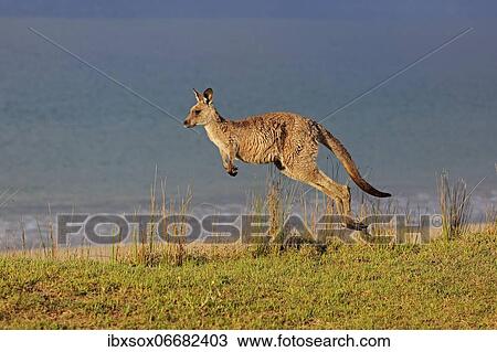 Eastern grey kangaroo (Macropus giganteus), adult, in a meadow, by the sea, Maloney Beach, New South Wales, Australia, Oceania View Large Photo Image Stock Image - Eastern grey kangaroo (Macropus giganteus), adult, in a meadow, by the sea, Maloney Beach, New South Wales, Australia, Oceania. Fotosearch