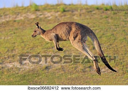 Stock Image - Eastern grey kangaroo (Macropus giganteus), adult, male, in a meadow, Maloney Beach, New South Wales, Australia, Oceania. Fotosearch