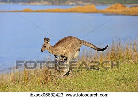 Eastern grey kangaroo (Macropus giganteus), adult, female, young in pouch, in a meadow, on beach, by the sea, Maloney Beach, New South Wales, Australia, Oceania View Large Photo Image Stock Image - Eastern grey kangaroo (Macropus giganteus), adult, female, young in pouch, in a meadow, on beach, by the sea, Maloney Beach, New South Wales, Australia, Oceania. Fotosearch
